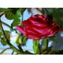 Светящиеся розы (5 цветков)